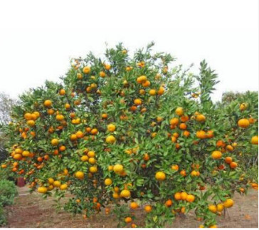 jual tanaman buah jeruk santang bogor shop jual tanaman buah jeruk santang bogor shop