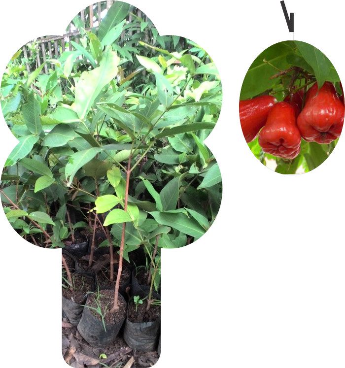 jual bibit jambu air cincalo lapak jualan jual bibit jambu air cincalo lapak jualan