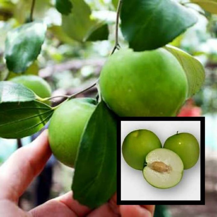 84 Gambar Tanaman Apel India HD 84 Gambar Tanaman Apel India HD