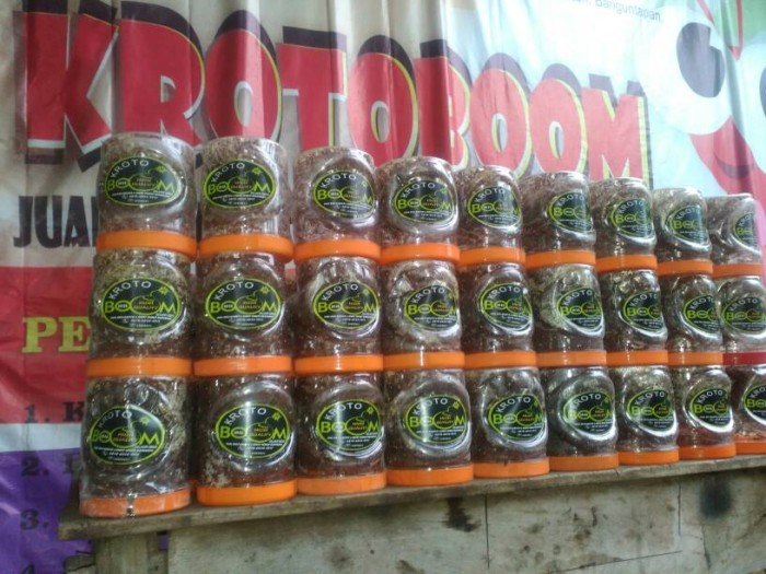 Jual Krotoboom Bibit Kroto Kab Sumenep Krotoboom Tokopedia