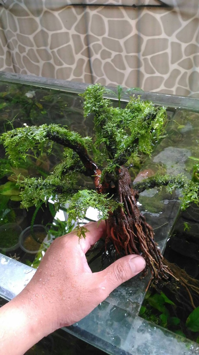 jual tanaman aquascape kayu moss mini christmast jual tanaman aquascape kayu moss mini christmast