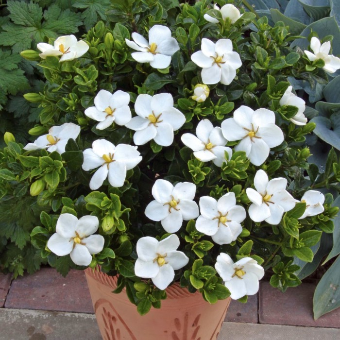 80+ Gambar Bunga Gardenia Terbaru 80+ Gambar Bunga Gardenia Terbaru