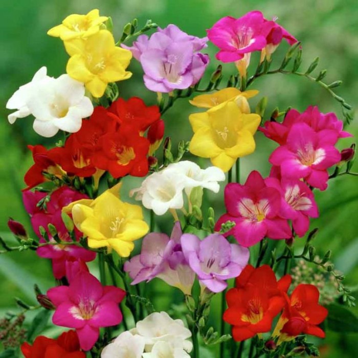 Unduh 800 Wallpaper Bunga Freesia HD Terbaik Unduh 800 Wallpaper Bunga Freesia HD Terbaik