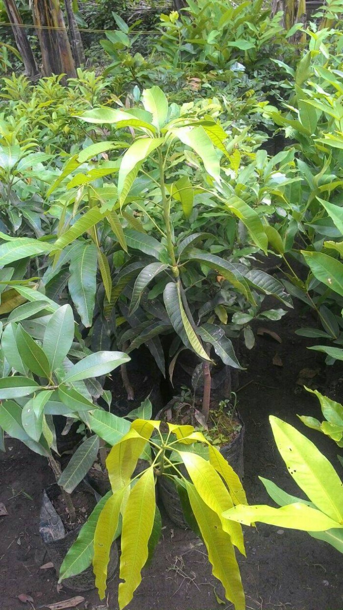 Bibit mangga mahatir unggul | budidaya tanaman buah mangga mahatir
