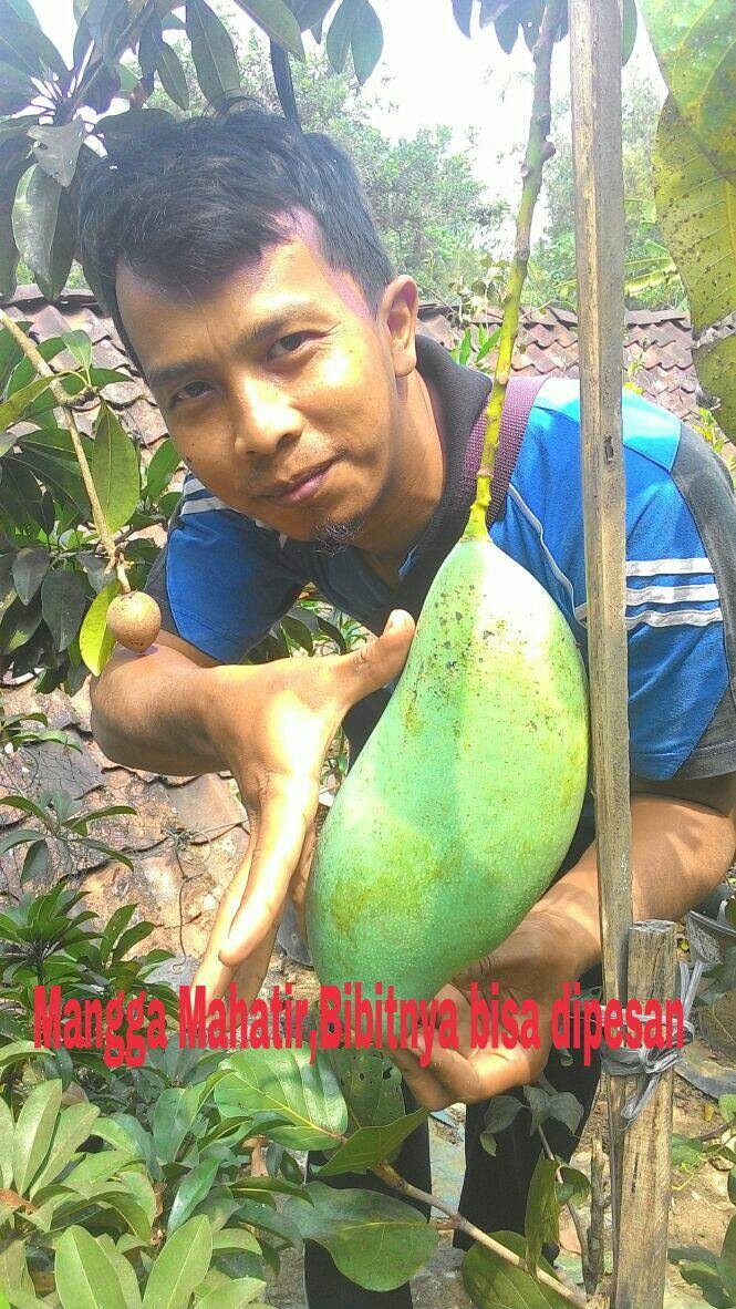 Bibit mangga mahatir unggul | budidaya tanaman buah mangga mahatir