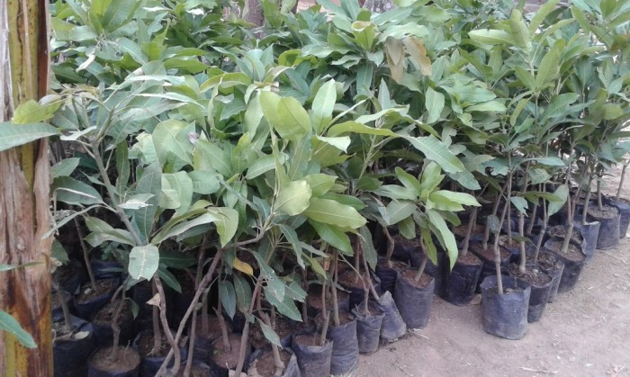 jual bibit buah harum manis unggul ecer bibit tanaman jual bibit buah harum manis unggul ecer bibit tanaman
