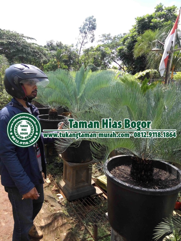 Info Sikas Biru Hargano.com Info Sikas Biru Hargano.com