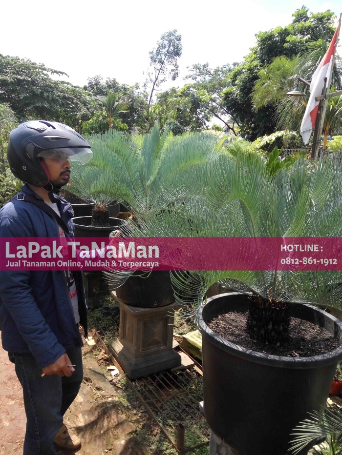 Info Sikas Biru Hargano.com Info Sikas Biru Hargano.com