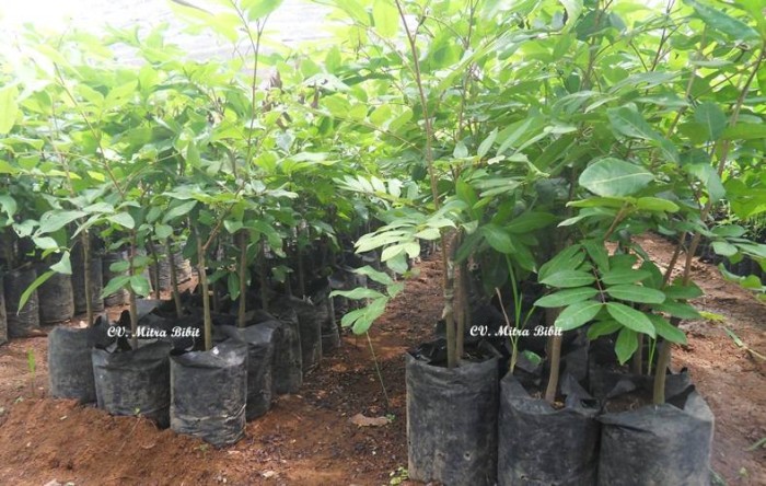 jual bibit kelengkeng hawai bibit kelengkeng matalada jual bibit kelengkeng hawai bibit kelengkeng matalada