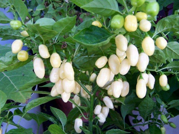 jual benih bibit cabe peruvian white habanero pepper seeds import onigiri frenzy jual benih bibit cabe peruvian white habanero pepper seeds import onigiri frenzy