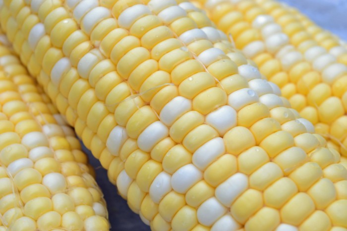 15 benih jagung mix (putih kuning)