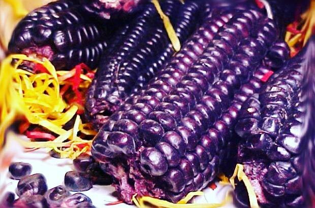 gambar nak fakta glass gem jagung unik berwarna warni nakfakta di rebanas rebanas gambar nak fakta glass gem jagung unik berwarna warni nakfakta di rebanas rebanas
