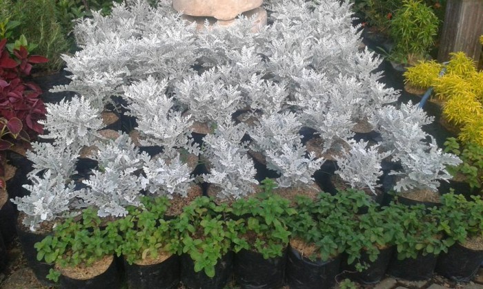 Bibit Bunga Putri Salju (Dusty Miller)