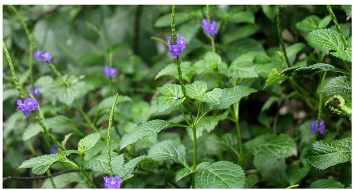 400 Gambar Daun Herbal 400 Gambar Daun Herbal