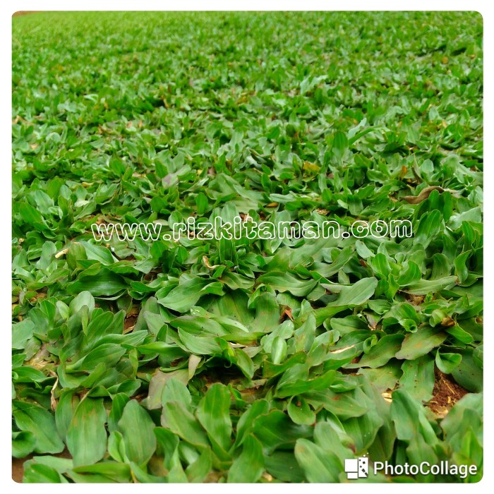 100+ Gambar Taman Rumput Gajah Mini Kekinian 100+ Gambar Taman Rumput Gajah Mini Kekinian
