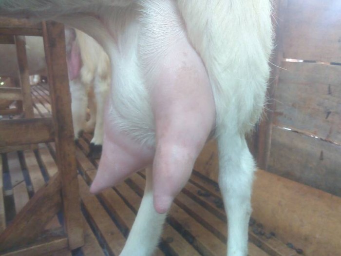 Dari Kambing Etawa Menjadi Jutawan
