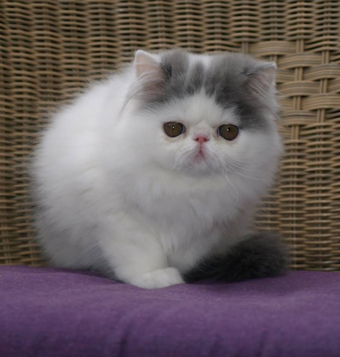 91 Gambar Kucing Persia Peaknose Terlihat Keren 91 Gambar Kucing Persia Peaknose Terlihat Keren