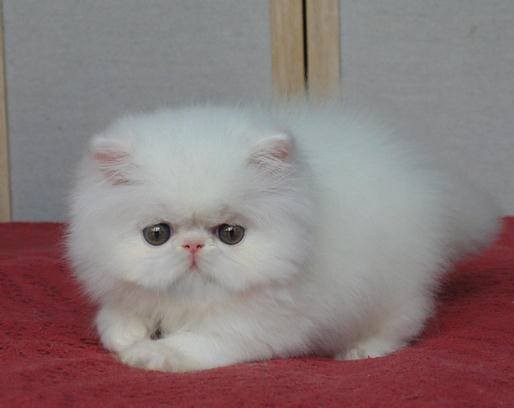 Jual kucing persia peaknose putih - chat50  Tokopedia