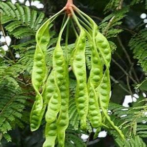 jual tanaman petai pete gerai bibit jual tanaman petai pete gerai bibit