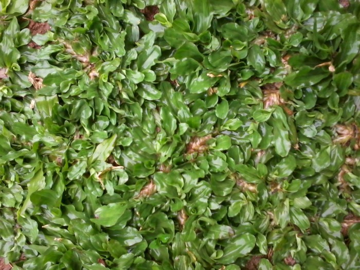 jual bibit rumput gajah mini herbal terapi patria jual bibit rumput gajah mini herbal terapi patria