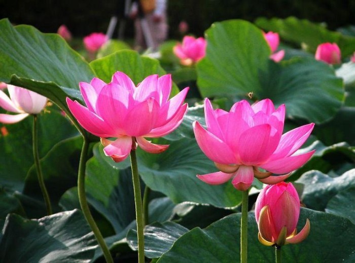 Bibit / Benih / Seeds Pink Lotus Biji Lotus Merah Muda Aquatic Plant .