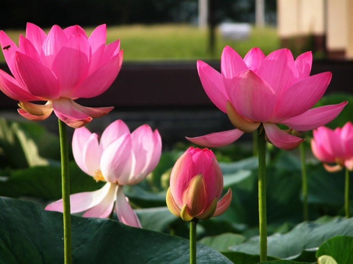 5pcs Lotus Seed Benih Bunga Teratai Flower Biji Tanaman Airaquascape Source · Bibit Benih Seeds Pink