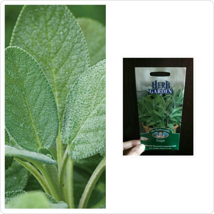 BIJI BENIH HERBAL DAUN SAGE IMPORT UK MURAH & BERKUALITAS