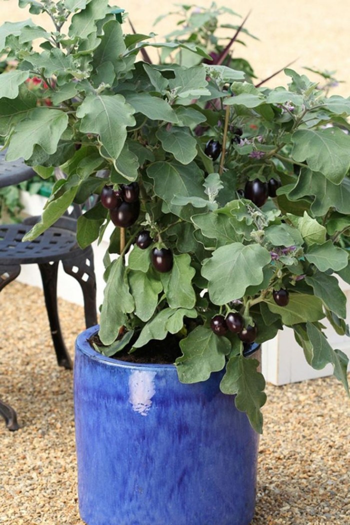 jual bibit benih seeds black patio eggplant terong jual bibit benih seeds black patio eggplant terong