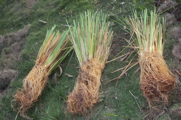 Manfaat Rumput Vetiver