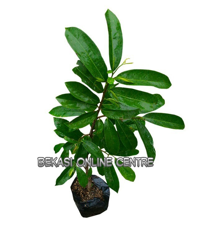 Jual Bibit Tanaman Buah Sirsak Pohon Sirsak BEKASI ONLINE CENTER Tokopedia Jual Bibit Tanaman Buah Sirsak Pohon Sirsak BEKASI ONLINE CENTER Tokopedia