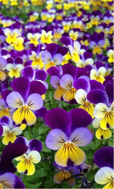 jual bibit benih seeds viola cornuta johnny jump up jual bibit benih seeds viola cornuta johnny jump up