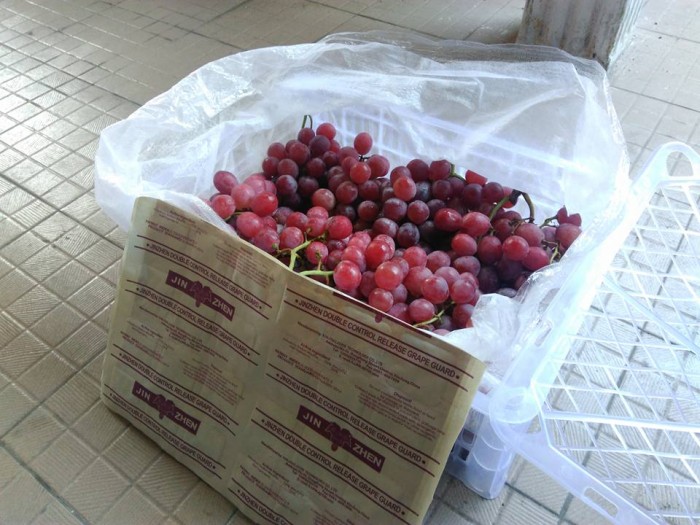 76+ Gambar Anggur Merah 1 Krat Terlihat Keren 76+ Gambar Anggur Merah 1 Krat Terlihat Keren