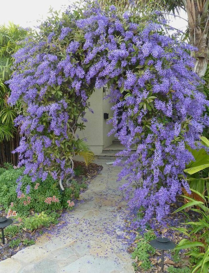 jual bibit tanaman blue petrea serbaserbi tanaman jual bibit tanaman blue petrea serbaserbi tanaman