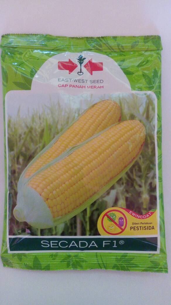 Benih Bibit Jagung Manis Secada F1 Cap Panah Merah (1750 Biji)
