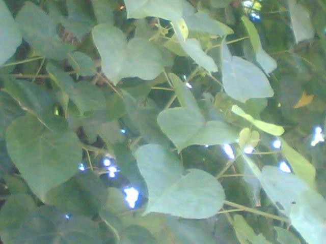 8000 Gambar Daun Waru Merah HD Gratis 8000 Gambar Daun Waru Merah HD Gratis