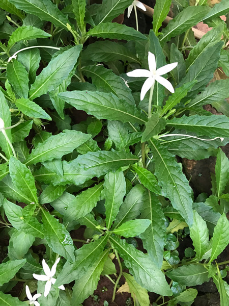 Bunga Matahari Obat Ginjal / Tanaman Hias ini Juga Bisa Menjadi Obat Herbal - Berita Sehat - Bukan hanya itu saja ternyata, sebab bunga ini mengandung banyak manfaat lain baik dari biji sampai minyak yang dimilikinya.