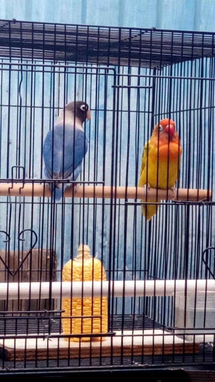 Jual Dijual Lovebird Indukan Gs Import Orixmangsi Perso Import