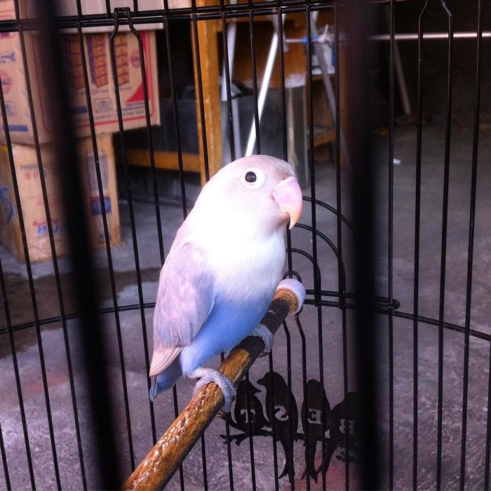 Info Lovebird Pastel Violet Hargano.com Info Lovebird Pastel Violet Hargano.com