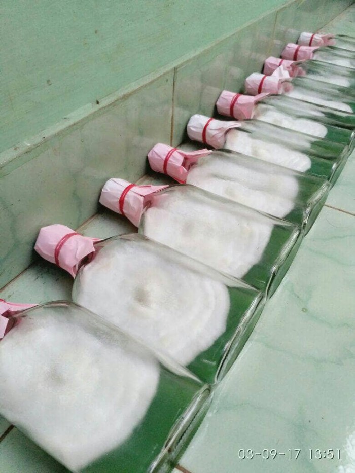 jual bibit jamur tiram f0 jamur kuningan jual bibit jamur tiram f0 jamur kuningan