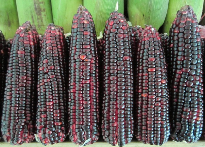 Benih Jagung Ungu-Purple Corn-Maiz Morado Isi 10 Biji