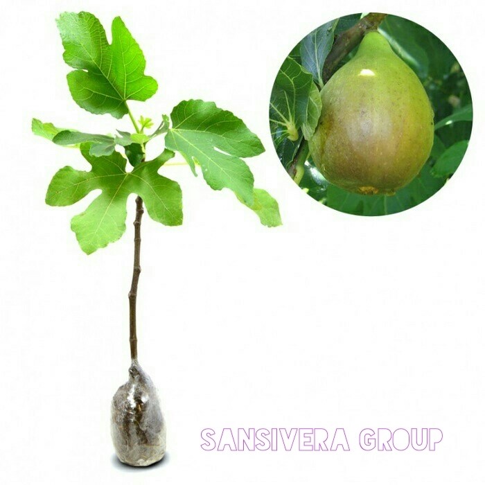 Harga Buah Tin Travelbon.com Harga Buah Tin Travelbon.com