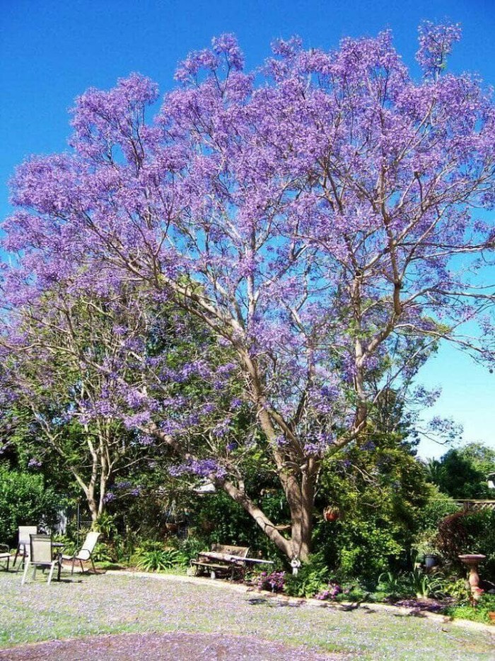 Jual Bibit Pohon Bunga Jacaranda Murah Pohon Jakaranda