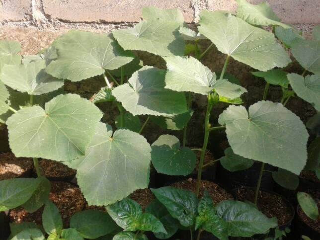 jual bibit pohon okra tanaman herbal okra taman jual bibit pohon okra tanaman herbal okra taman