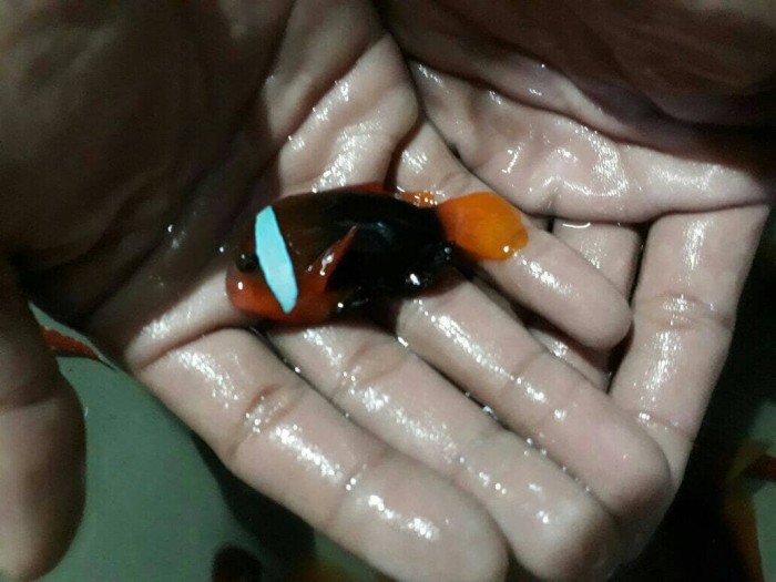 Katalog Ikan Hias Air Laut Hargano.com Katalog Ikan Hias Air Laut Hargano.com