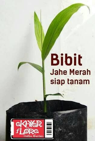 13 daftar harga bibit jahe merah siap terbaru 2018 13 daftar harga bibit jahe merah siap terbaru 2018