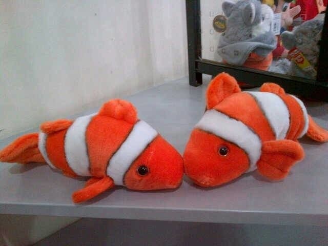 Info Ikan Nemo Travelbon.com Info Ikan Nemo Travelbon.com