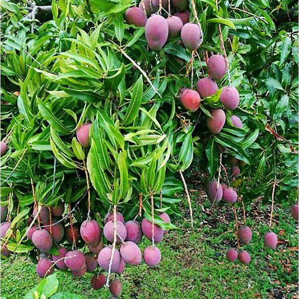 Jual BIBIT MANGGA IRWIN BUAH UNGU - Kota Tangerang Selatan - MUIZ ...