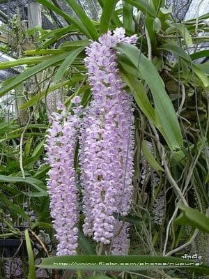 Jual Tanaman Bunga Anggrek Ekor Tupai Rhyncostylis Retusa Kota
