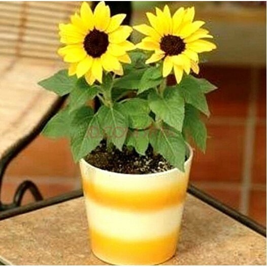 Jual Benih Biji Bunga  Mini  Sunflower Bunga  Matahari  Kecil 