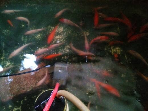 Harga Ikan Mas Koki Travelbon.com Harga Ikan Mas Koki Travelbon.com